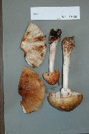 Amanita rubescens image